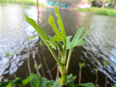 Ausgewilderte Feige (Ficus carica) unter der Bismarckbrücke an der Saar in Alt-Saarbrücken