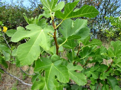 Ausgewilderter Feigenbaum (Ficus carica) im Weinberg bei Deidesheim