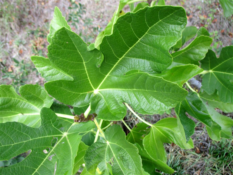 Ausgewilderter Feigenbaum (Ficus carica) im Weinberg bei Deidesheim