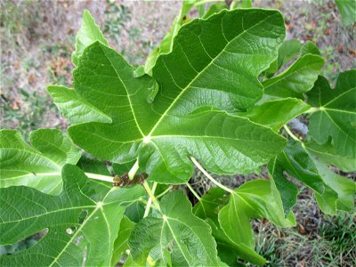 Ausgewilderter Feigenbaum (Ficus carica) im Weinberg bei Deidesheim