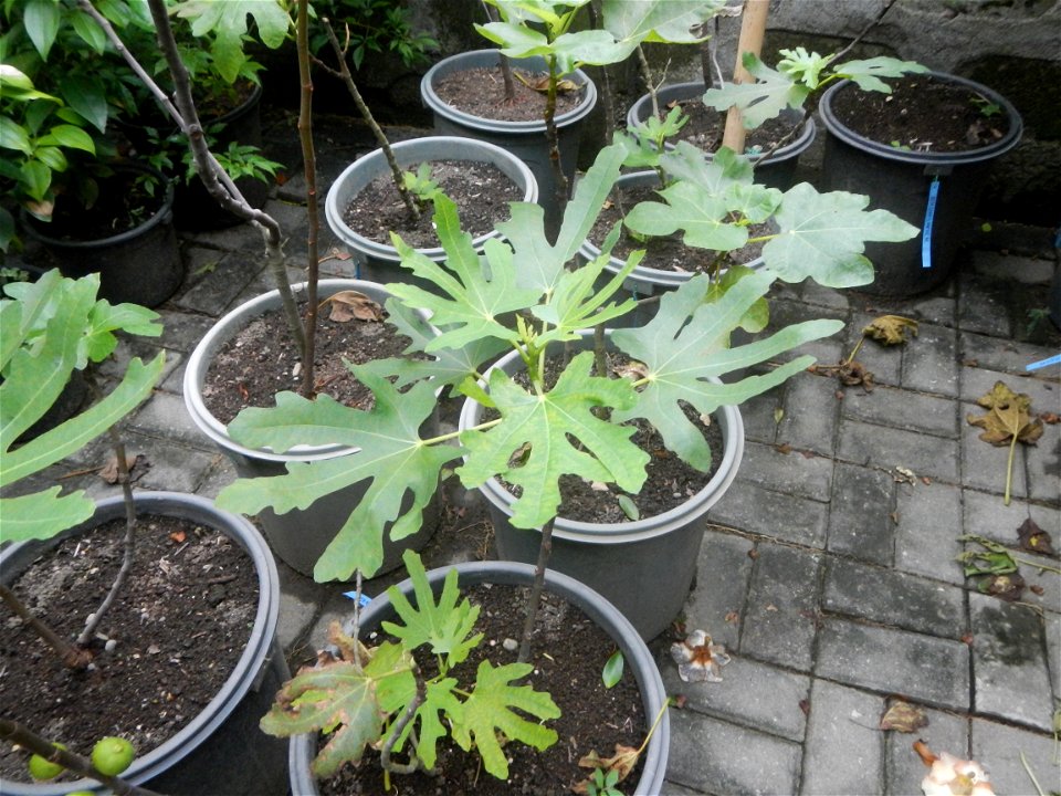 Aven's Nature Farm Artemio G. Veneracion President of ARaMP, Inc. in Barangays Santa Barbara, 14°56'21"N 120°53'25"E Baliuag, Bulacan, Bulacan (Note: Judge Florentino Floro, the owner, to repeat, Dono