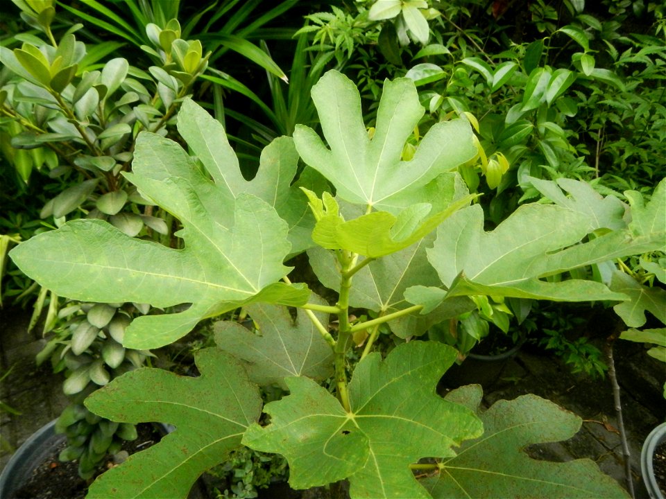 Aven's Nature Farm Artemio G. Veneracion President of ARaMP, Inc. in Barangays Santa Barbara, 14°56'21"N 120°53'25"E Baliuag, Bulacan, Bulacan (Note: Judge Florentino Floro, the owner, to repeat, Dono