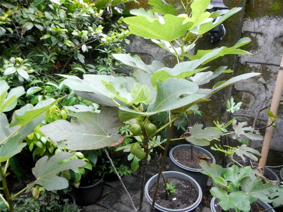 Aven's Nature Farm Artemio G. Veneracion President of ARaMP, Inc. in Barangays Santa Barbara, 14°56'21"N 120°53'25"E Baliuag, Bulacan, Bulacan (Note: Judge Florentino Floro, the owner, to repeat, Dono