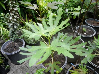 Aven's Nature Farm Artemio G. Veneracion President of ARaMP, Inc. in Barangays Santa Barbara, 14°56'21"N 120°53'25"E Baliuag, Bulacan, Bulacan (Note: Judge Florentino Floro, the owner, to repeat, Dono