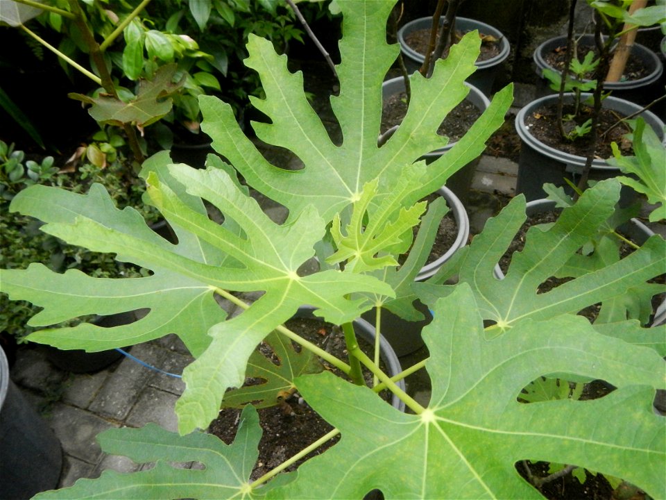 Aven's Nature Farm Artemio G. Veneracion President of ARaMP, Inc. in Barangays Santa Barbara, 14°56'21"N 120°53'25"E Baliuag, Bulacan, Bulacan (Note: Judge Florentino Floro, the owner, to repeat, Dono