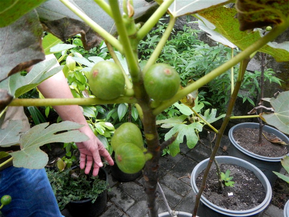 Aven's Nature Farm Artemio G. Veneracion President of ARaMP, Inc. in Barangays Santa Barbara, 14°56'21"N 120°53'25"E Baliuag, Bulacan, Bulacan (Note: Judge Florentino Floro, the owner, to repeat, Dono