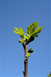 Fig Tree in Spring