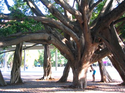 Feigenäume im Parque do Ibirapuera