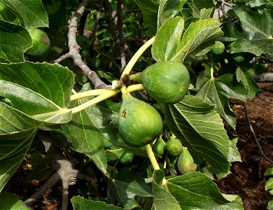 Ficus carica 'Flanders' at San Diego Botanic Garden, Encinitas, California, USA photo