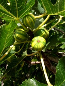 Ficus carica 'Panache' at San Diego Botanic Garden, Encinitas, California, USA photo