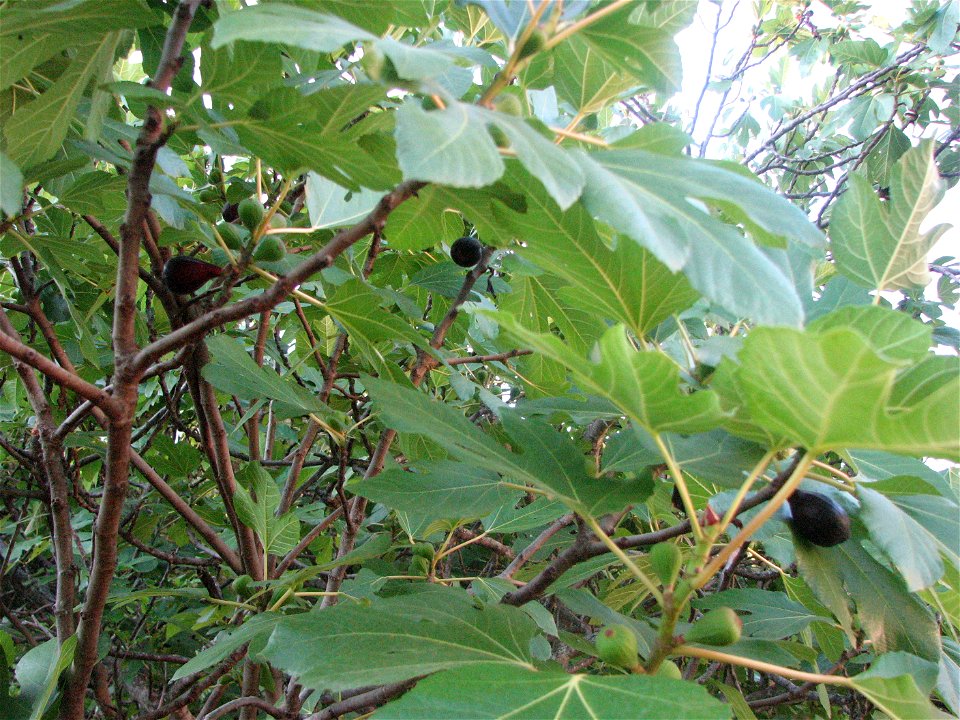 ficus carica
fica fiurunaghja