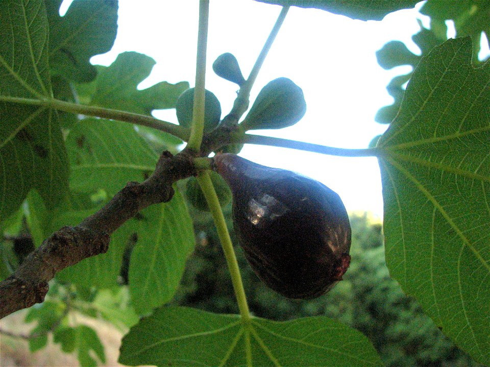 ficus carica
fica fiurunaghja