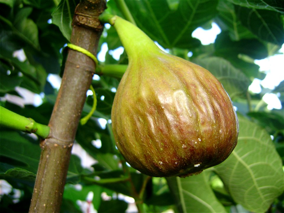 Ficus carica vijg
