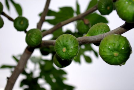 Ast der Echten Feige (Ficus carica) photo