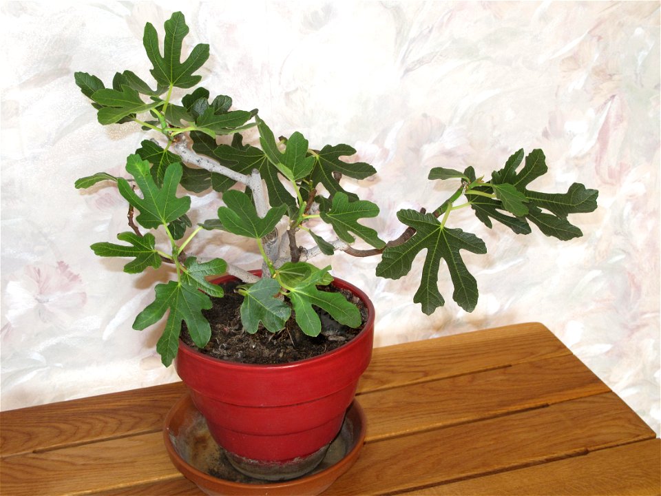 Common fig bonsai. Height 22 cm. Aged 16 years app.