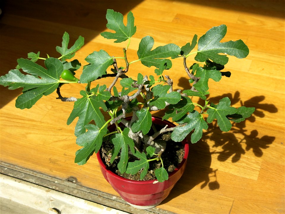 Common fig bonsai. Height 25 cm. Aged 19 years app.