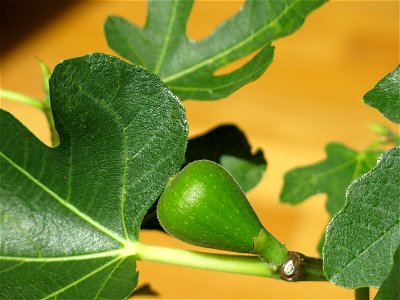 Fig on a common fig bonsai. Diameter : 2cm ; length : 4 cm.