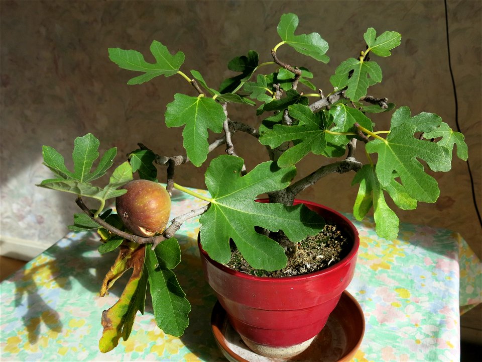 Common fig bonsai. Height 25 cm. Aged 18 years app. Bought 13 years ago.