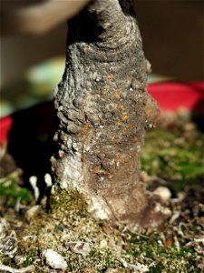 Trunk of common fig bonsai. Diameter of the trunk : 3cm. Bought 13 years ago.