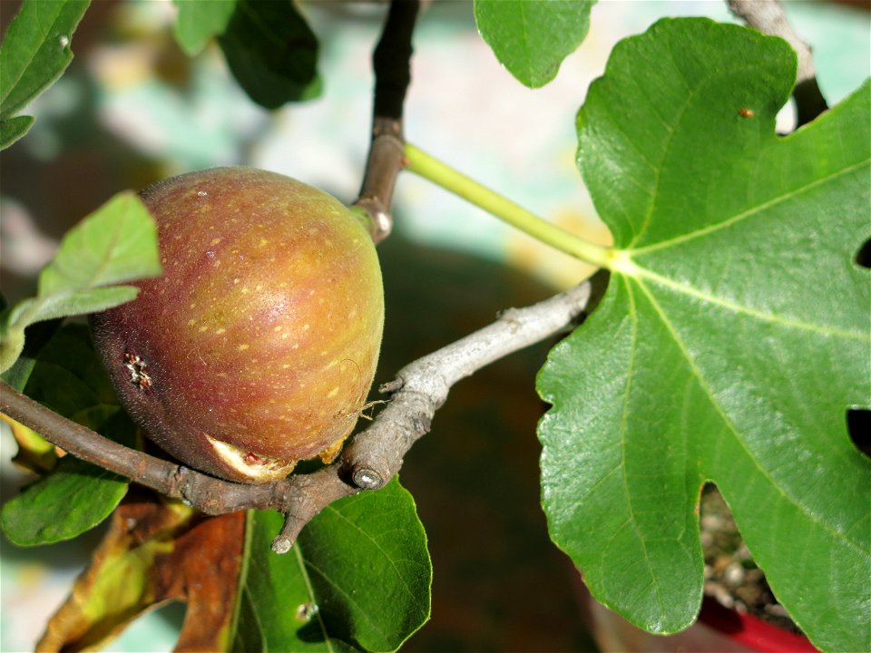Fig on a common fig bonsai. Diameter : 3cm ; length : 5 cm.