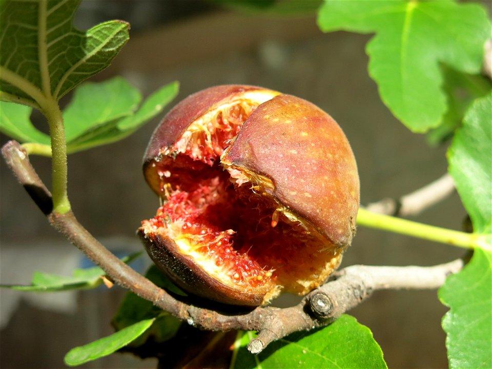 Ripe fig on a common fig bonsai. It was very tasty.