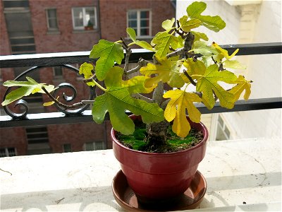 Common fig bonsai in autumn. About 19 years old.