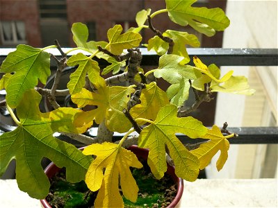 Leaves of common fig bonsai in autumn.