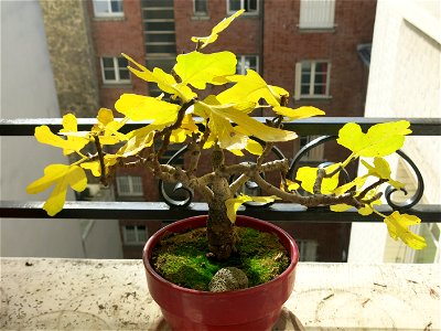 Common fig bonsai in autumn. About 20 years old.