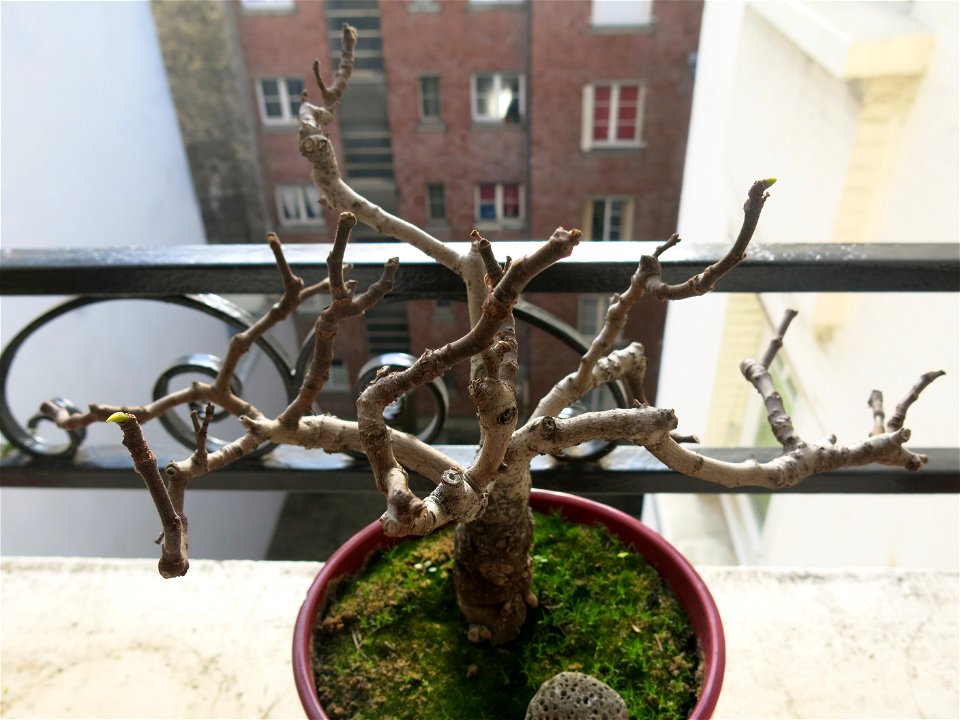 Common fig bonsai about 20 years old.
