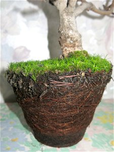 Roots of common fig bonsai about 21 years old.