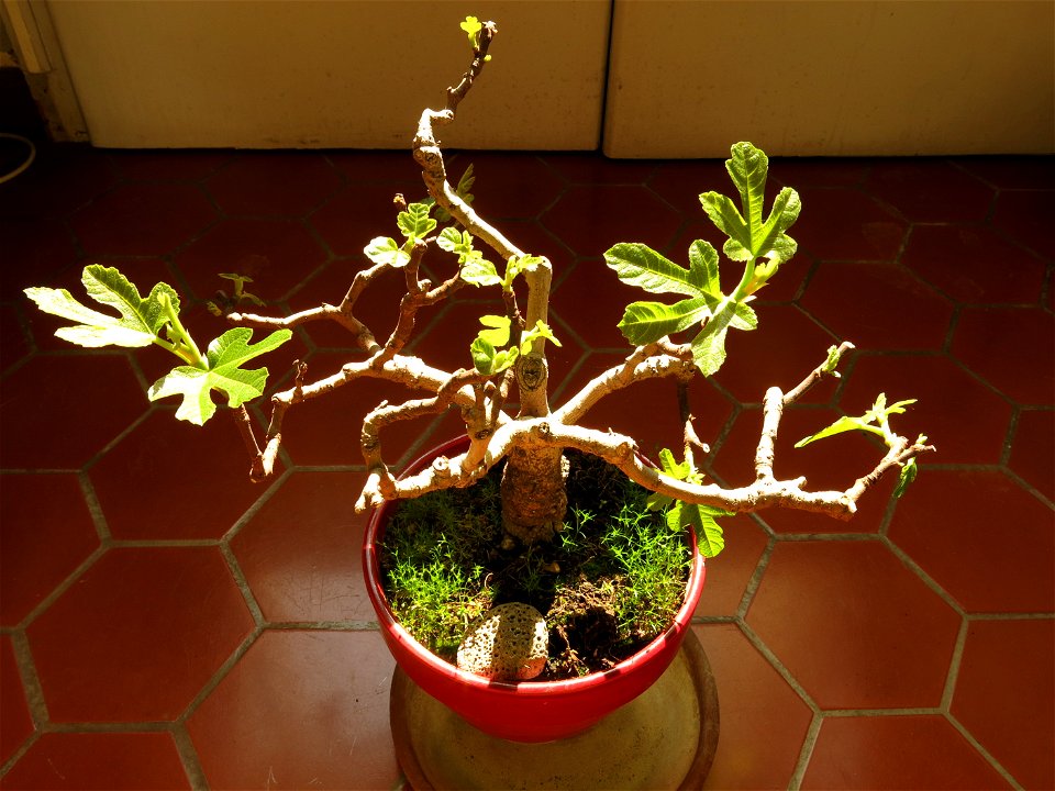 Common fig bonsai about 21 years old.