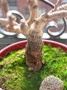 Trunk and lawn of a common fig bonsai.