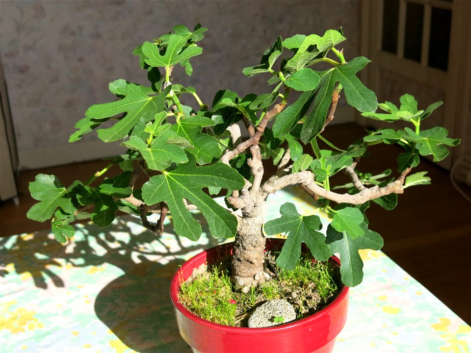 Common fig bonsai about 21 years old.