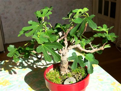 Common fig bonsai about 21 years old.