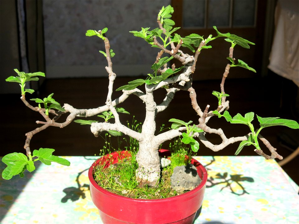 Common fig bonsai about 22 years old.
