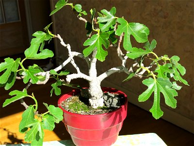 Common fig bonsai about 23 years old.