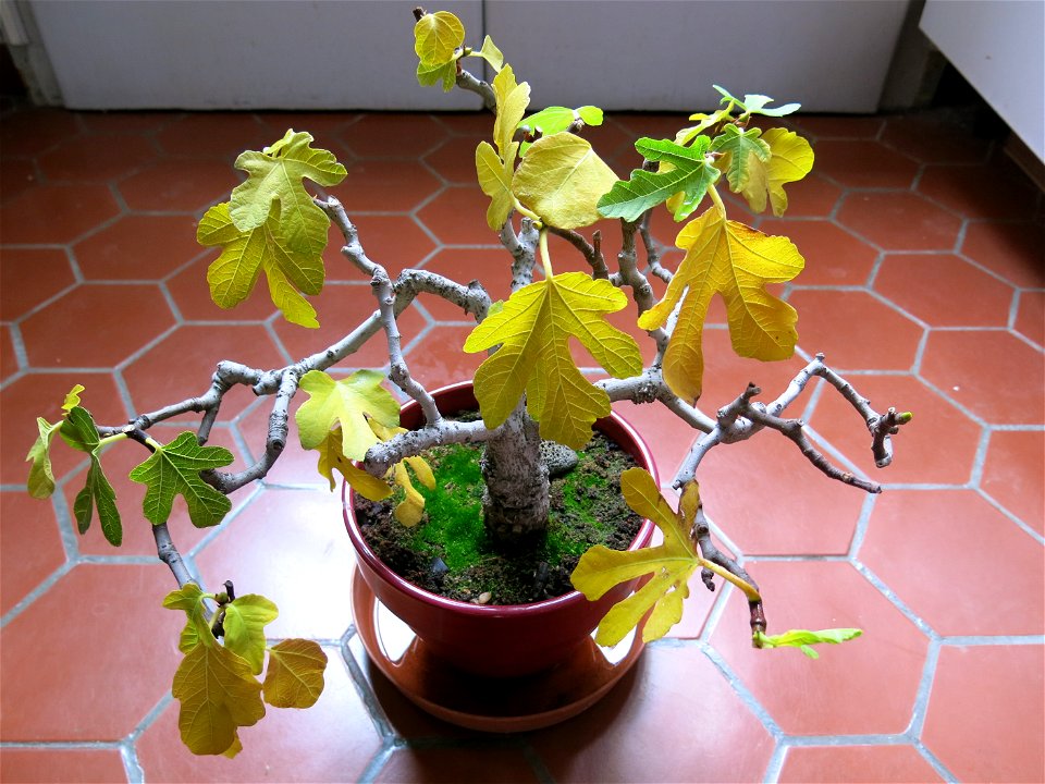 Common fig bonsai about 23 years old.