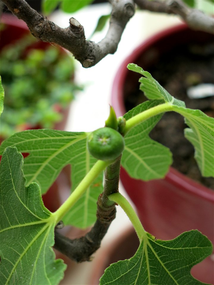 Fig on a common fig bonsai. Diameter : 1cm ; length : 1,6 cm.
