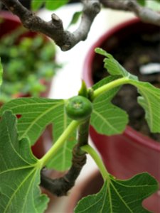 Fig on a common fig bonsai. Diameter : 1cm ; length : 1,6 cm.