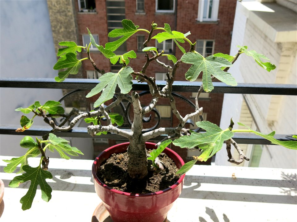 Common fig bonsai. Height 30 cm. Aged 24 years app.