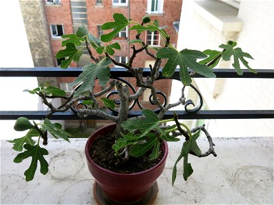 Common fig bonsai. Height 30 cm. Aged 24 years app. With 3 figs (see notes).