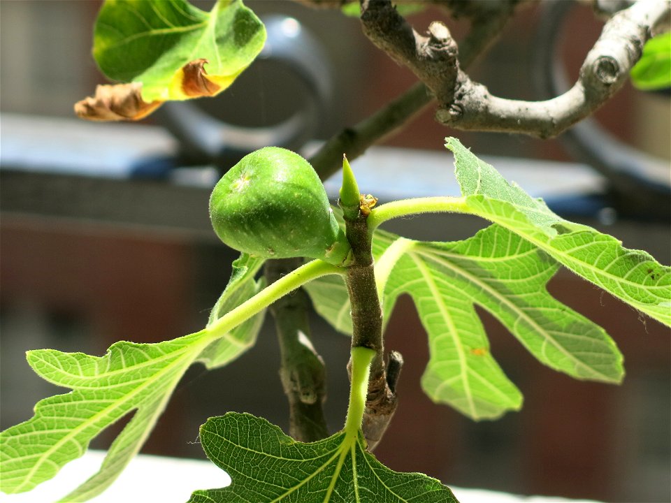 Fig on a common fig bonsai. Diameter : 1,5cm ; length : 2 cm.