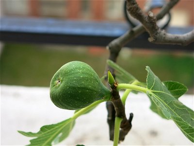 Fig on a common fig bonsai.
