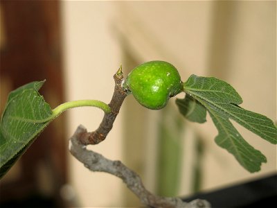 Fig on a common fig bonsai.