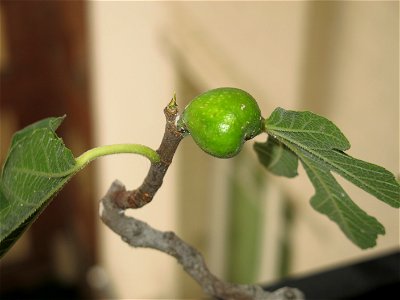 Fig on a common fig bonsai. photo