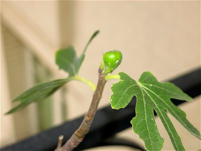 Fig on a common fig bonsai. photo