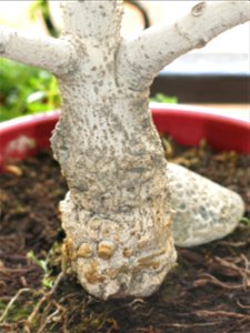 Trunk of a common fig bonsai.