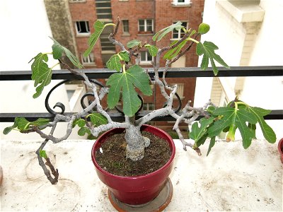 Common fig bonsai. Height 30 cm. Aged 24 years app. There is now only 1 fig.