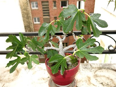 Common fig bonsai. Height 30 cm. Aged 25 years app.