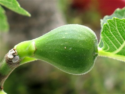 Fig on a common fig bonsai. photo